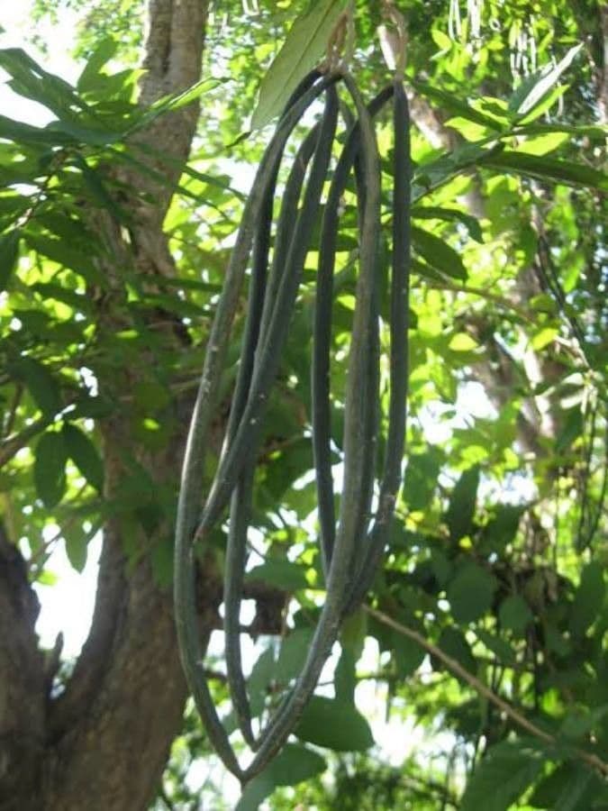Wrightia