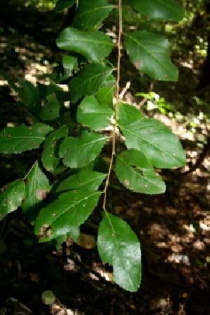 Bürstenholly 8