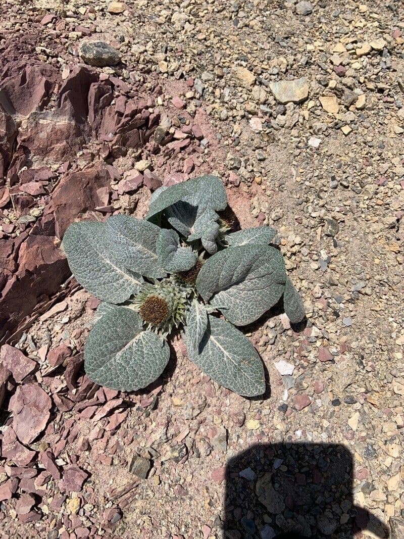 Berardia lanuginosa 10