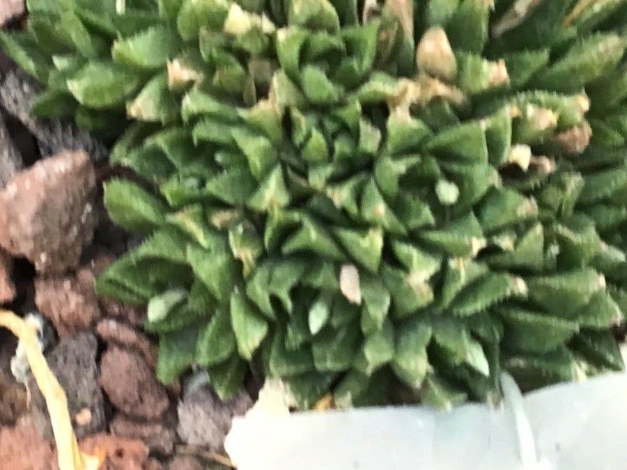 Haworthia 2