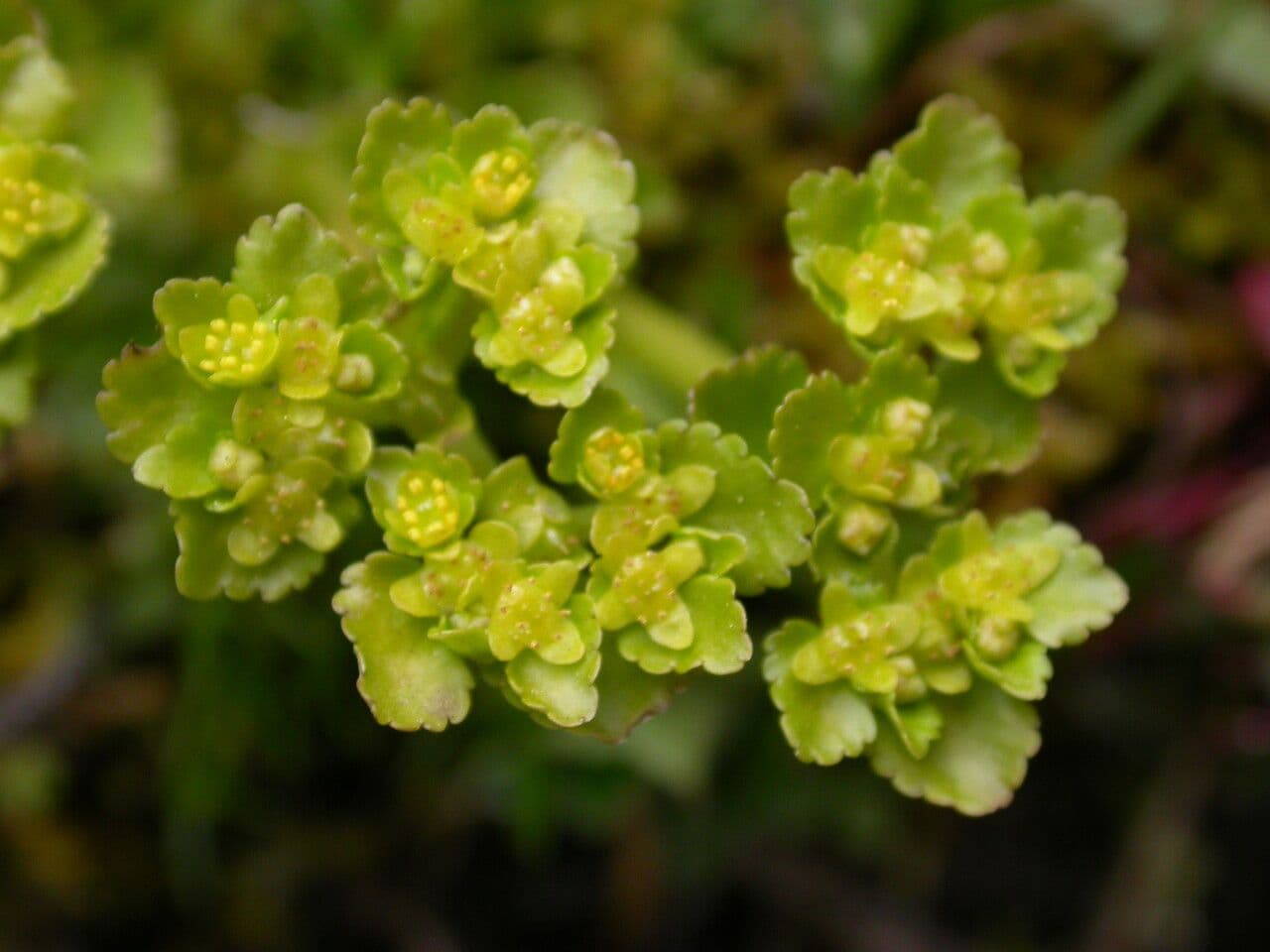 Chrysosplenium nepalense 3