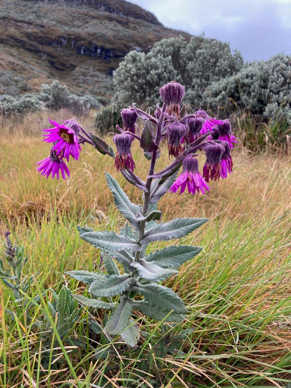 Senecio 8