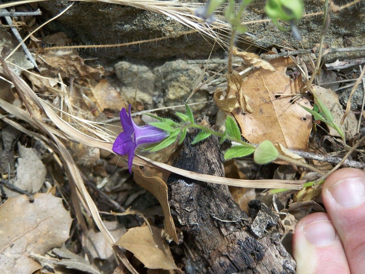 Campanula dichotomous 8