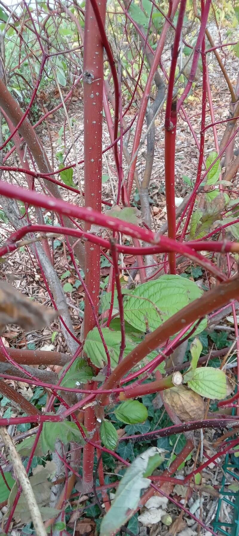 Svída výběžkatá 21