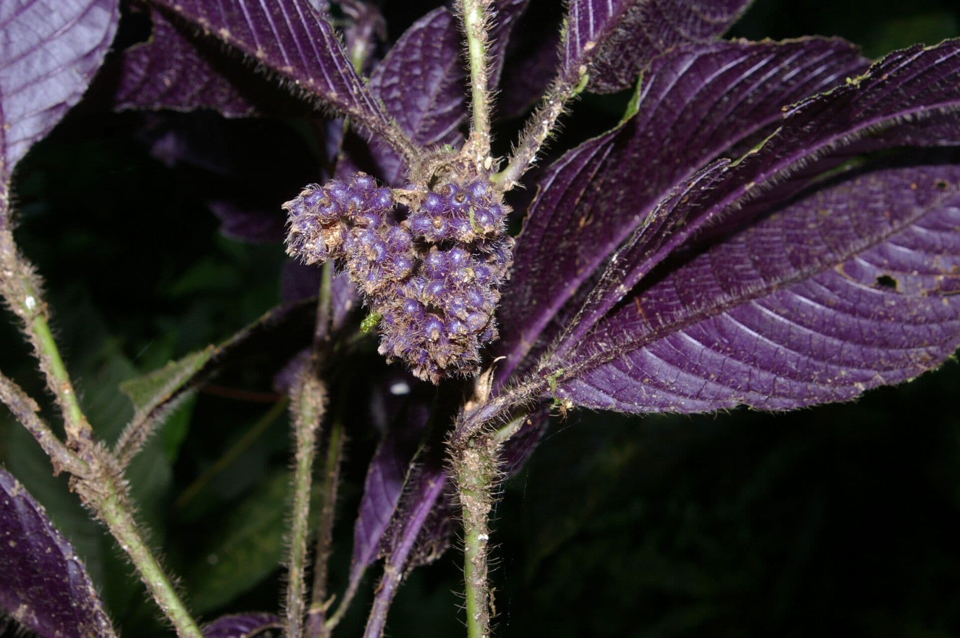 Psychotria 10