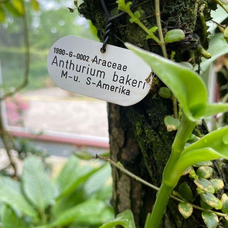 Anthurium di Baker 6