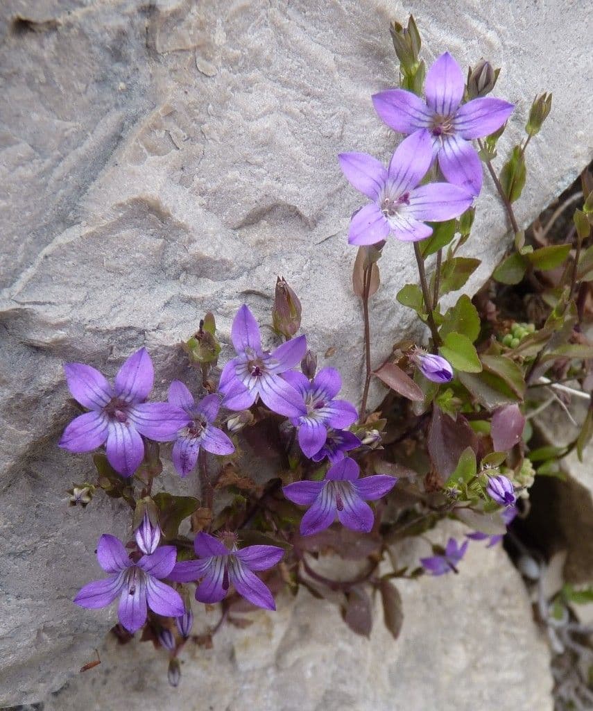 Campanula
