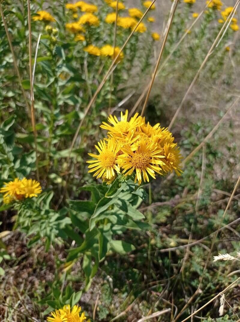 Inula svizzera 3