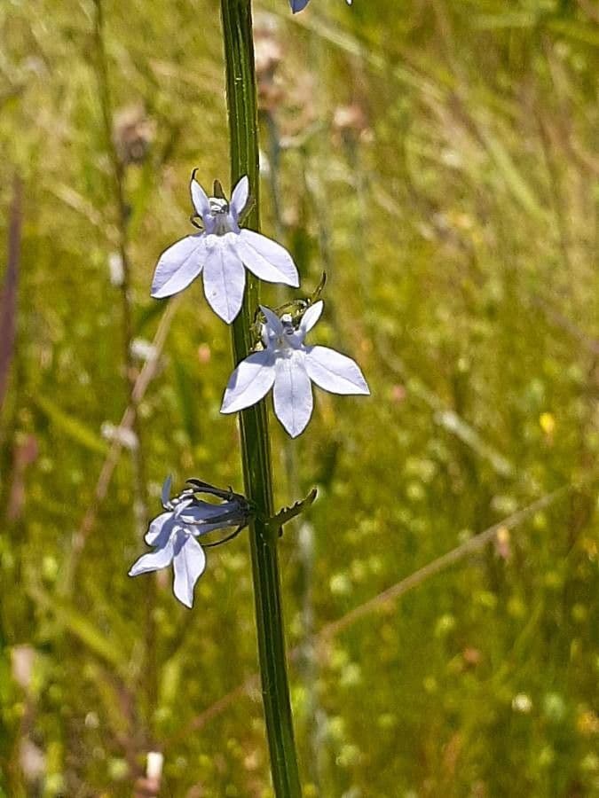 Lobelia spicata 6