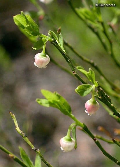 Mirtillo scopa 8