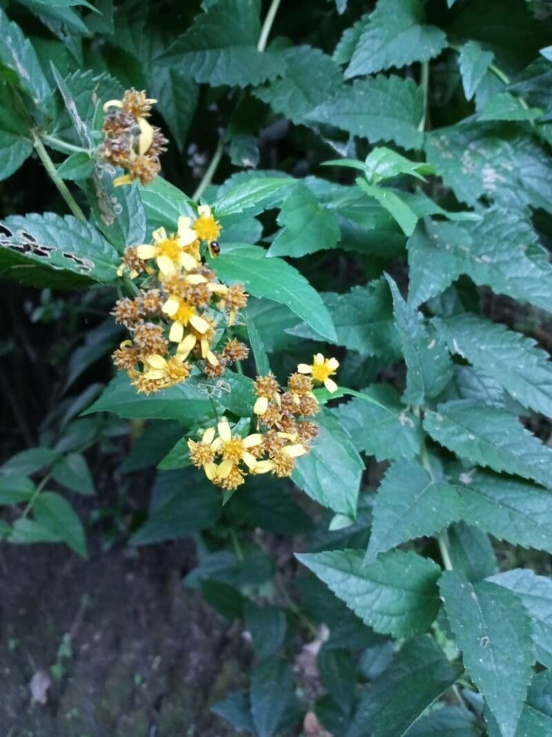 Calea urticifolia 5