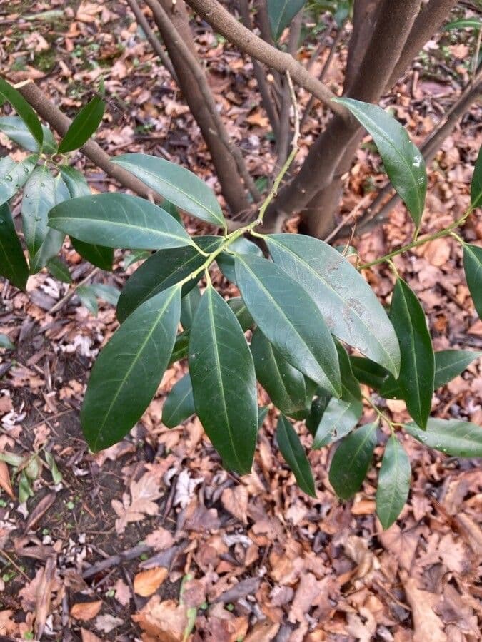 Diospyros 3