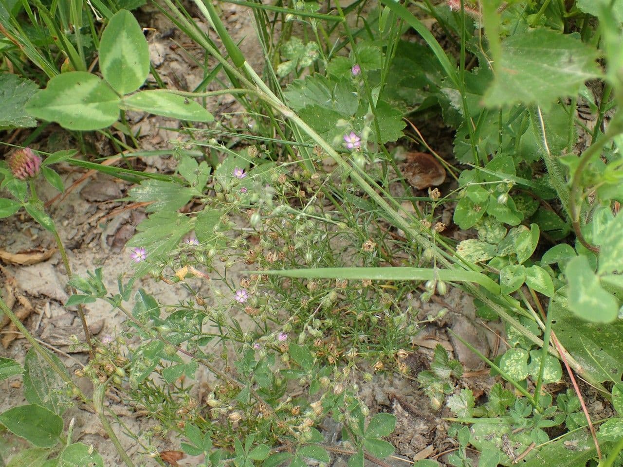 Spergularia comune 13