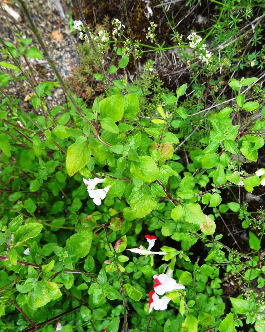 Salvia a foglie piccole 27