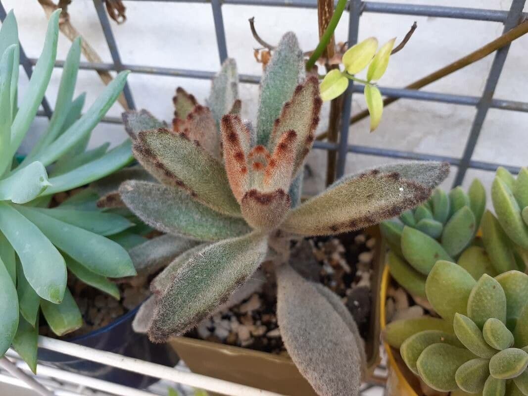 Pianta panda 18