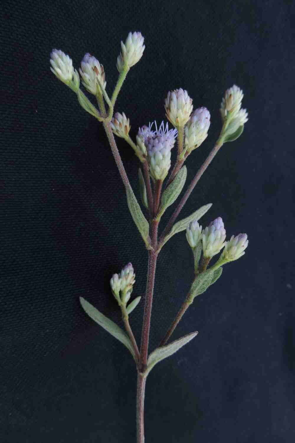 Chromolaena horminoides 4