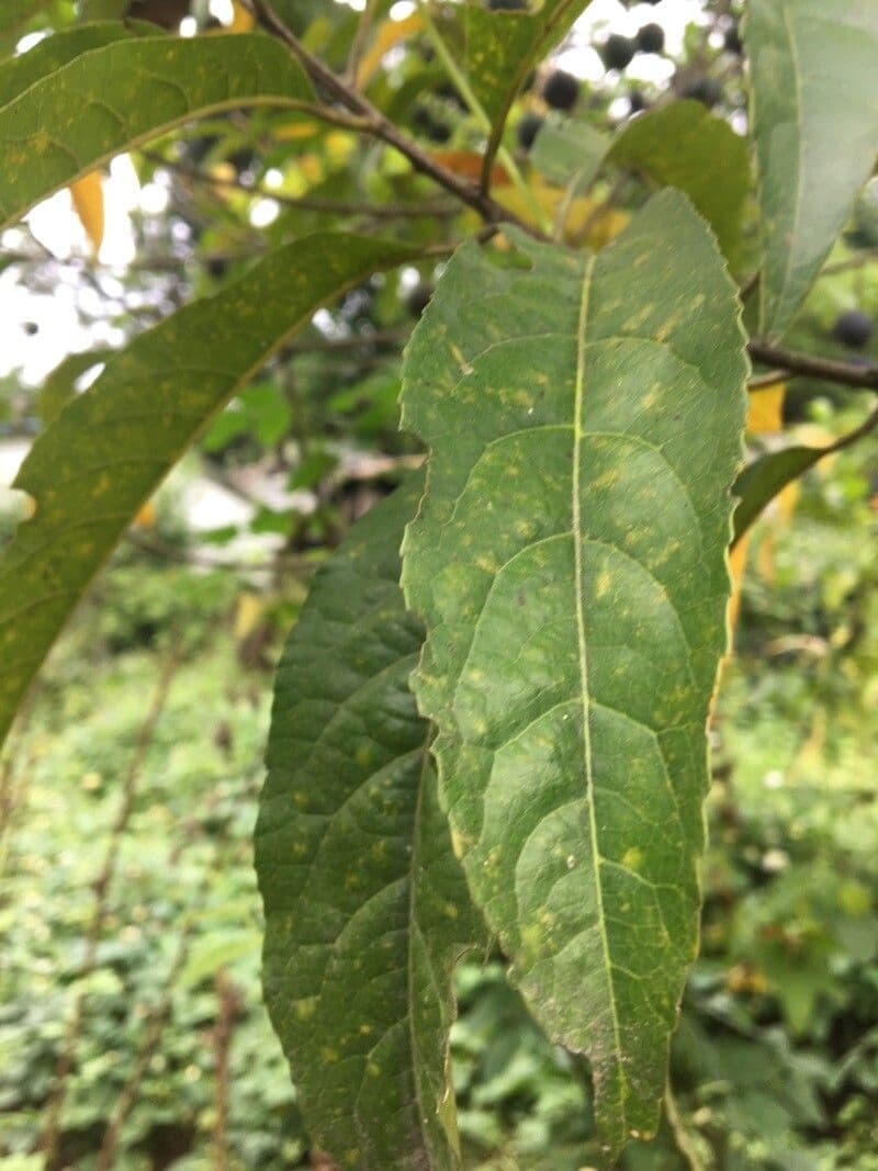 Elaeocarpus wąskolistny 13