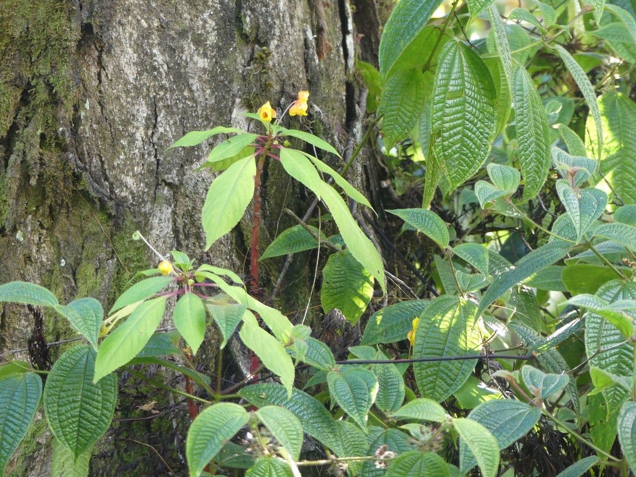 Balsamino 10