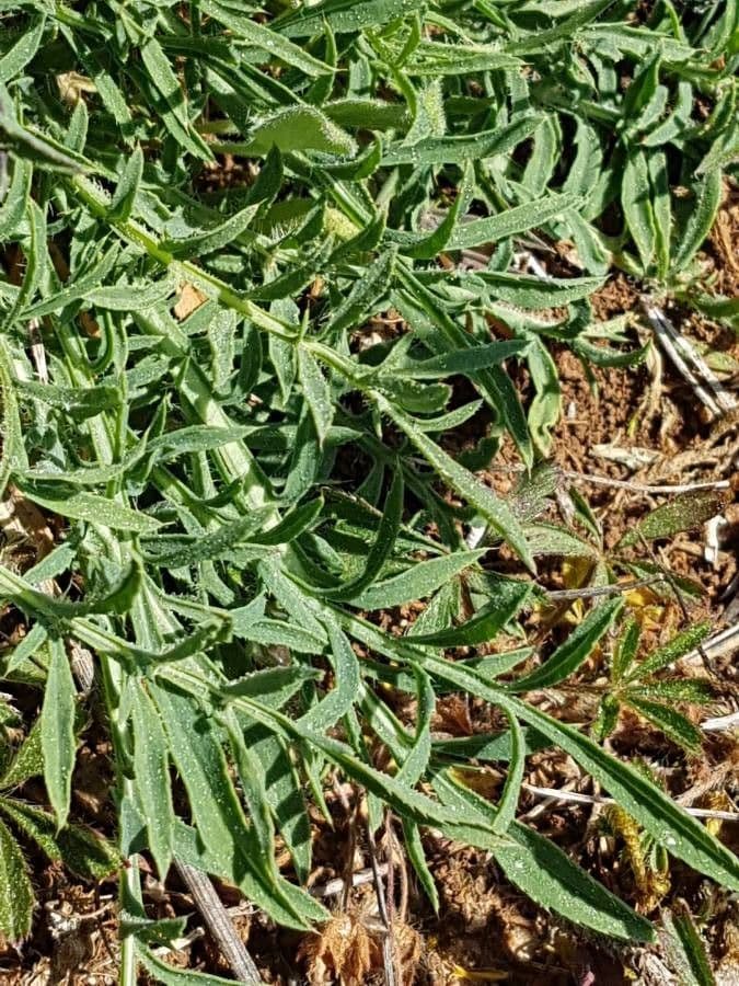 Sanftdistel 13