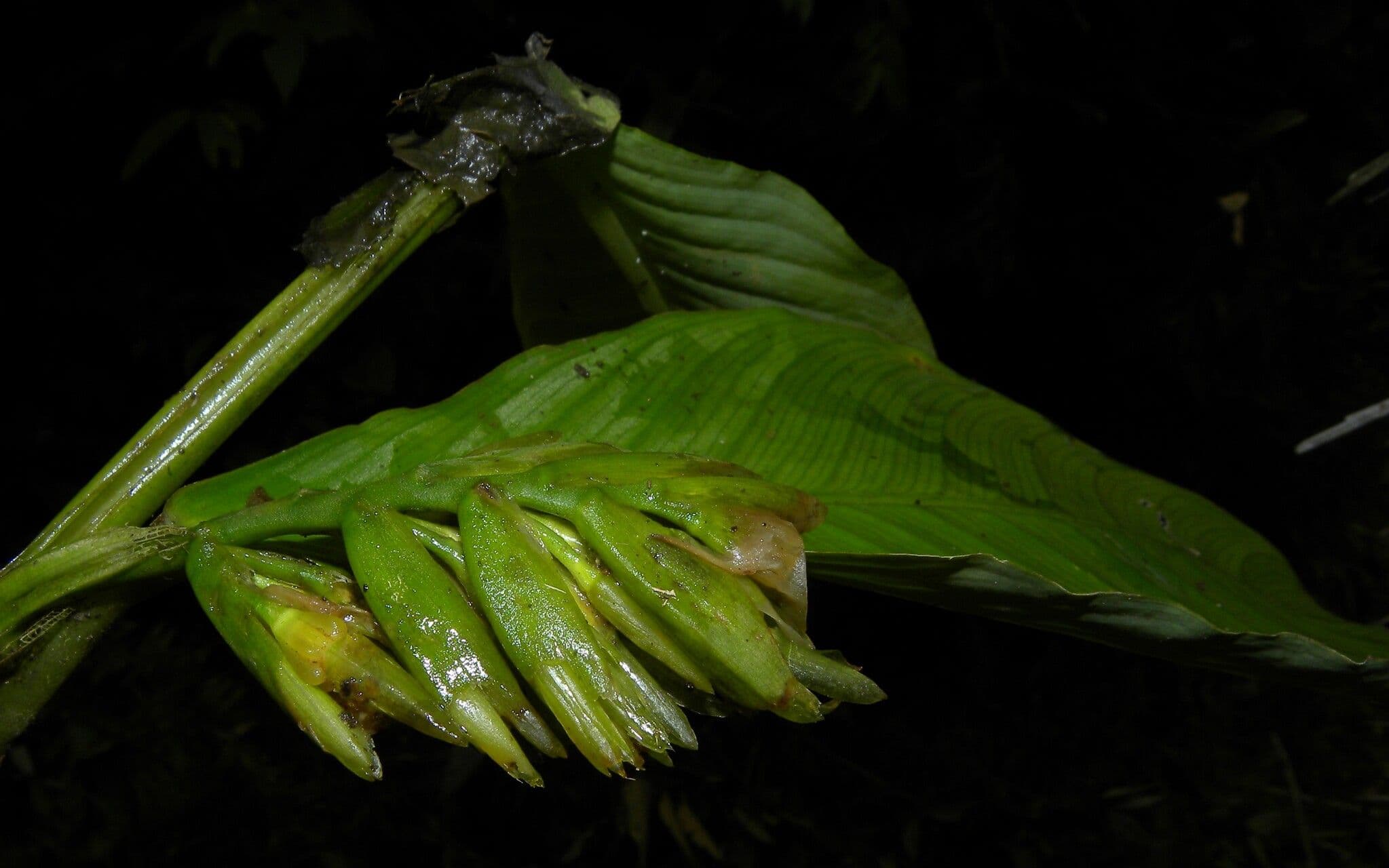 Hylaeanthe 8