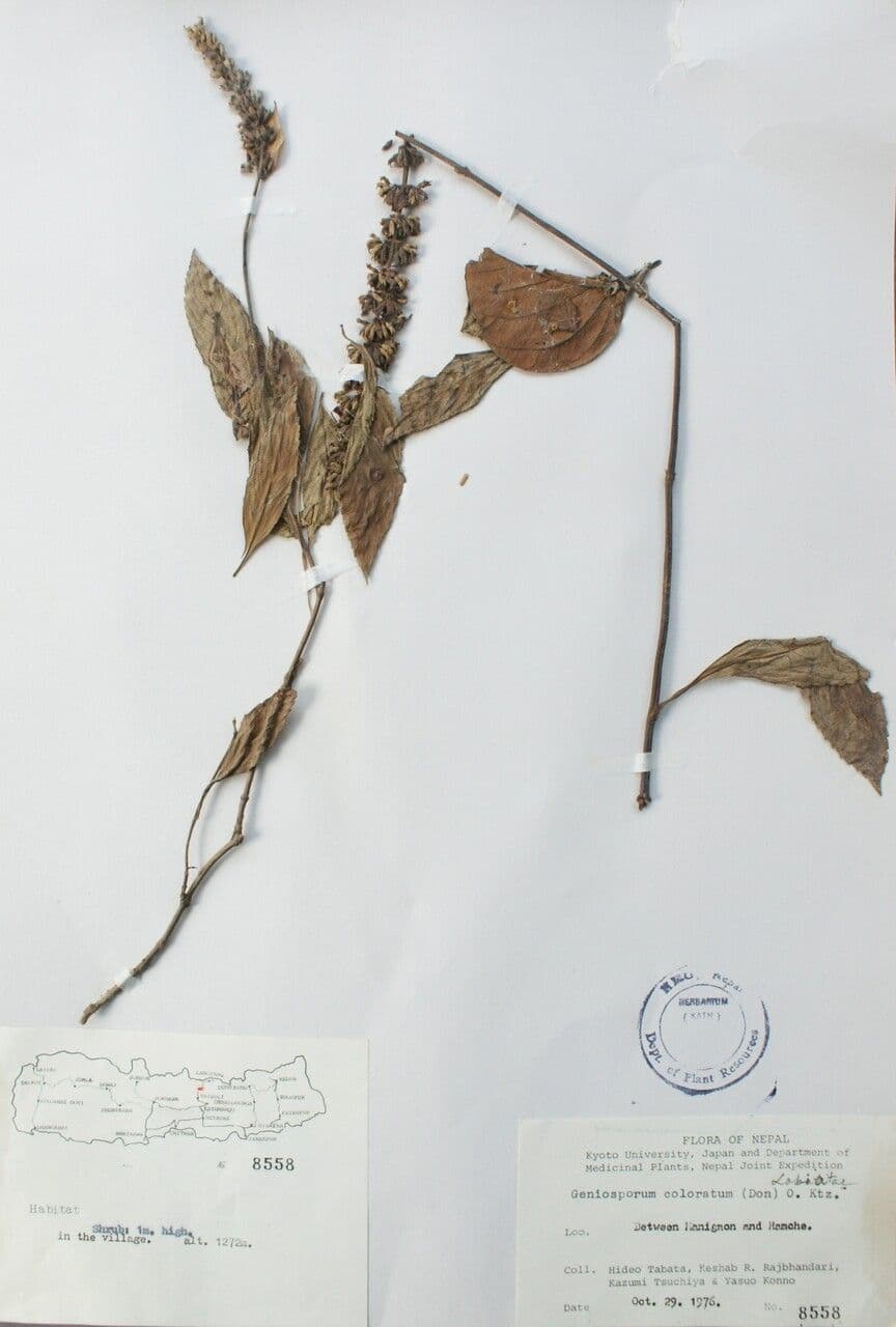 Platostoma 13