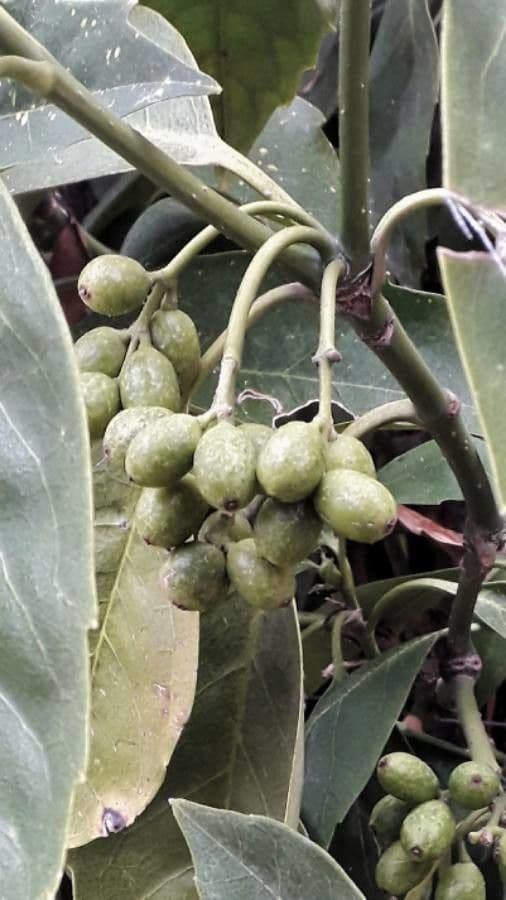 Aucuba giapponese 3