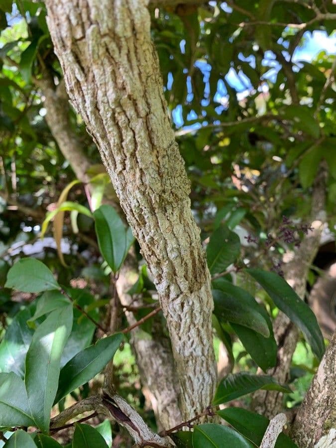 Syzygium 14