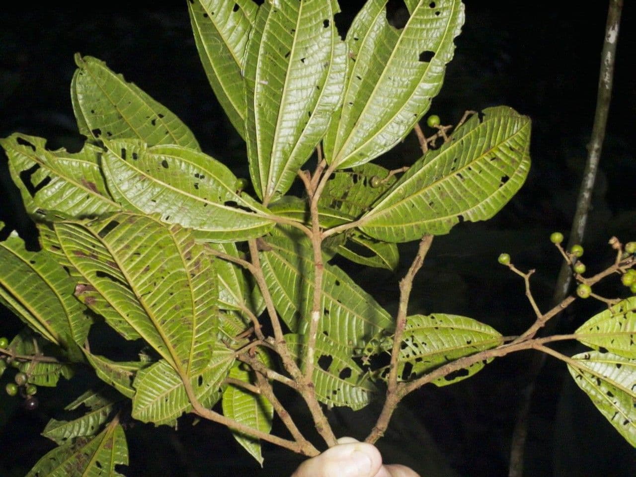 Miconia a spighe multiple 18