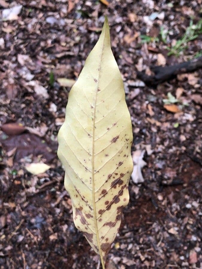 Magnolia champaca 20