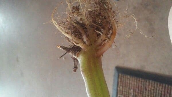 Arisema trójlistna 28