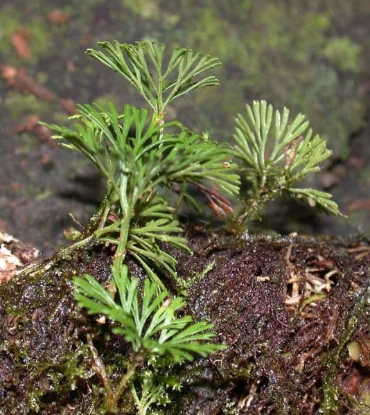Elaphoglossum peltatum 8