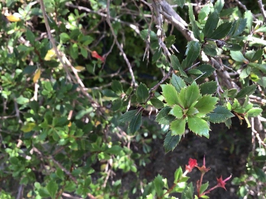 Escallonia 3