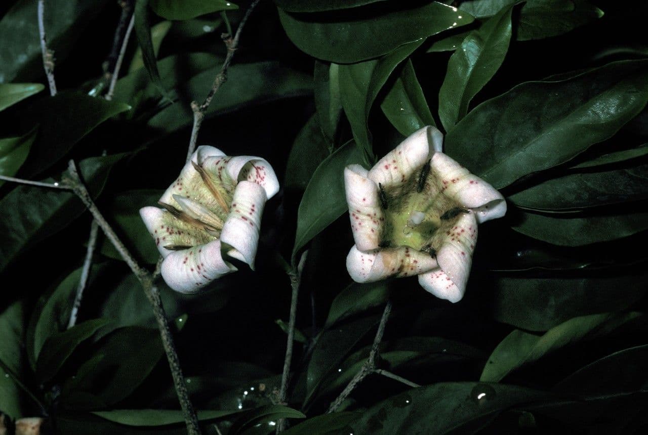 Rothmannia Annae 2