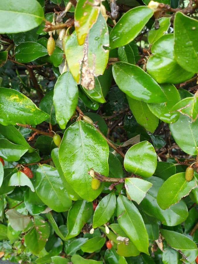 Elaeagnus 18
