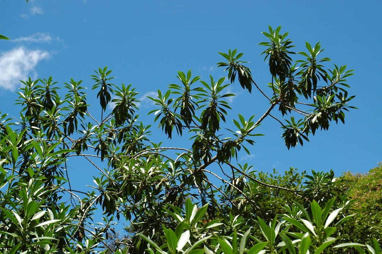 Myoporum 3