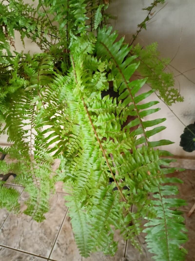 Nephrolepis exaltata 16