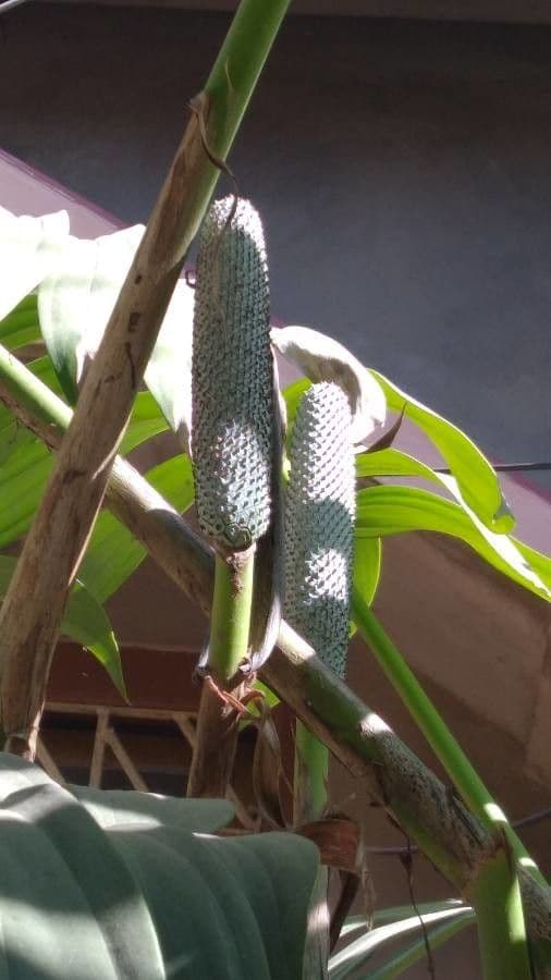 Rhaphidophora 2