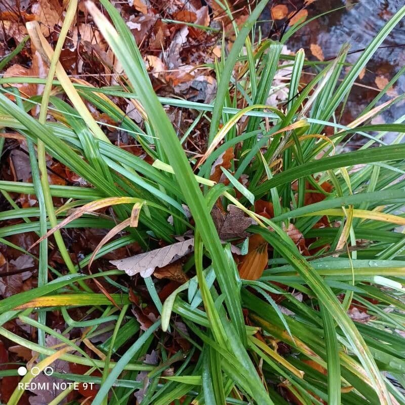 Hesperantha 14