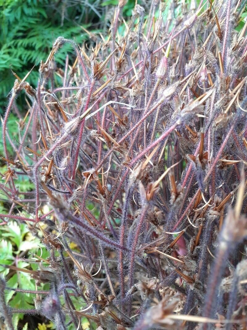 Bodziszek maderański