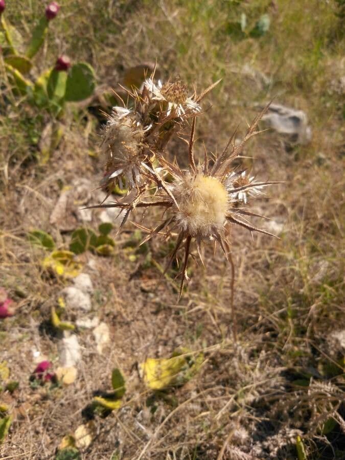 Carlina corimbosa 23