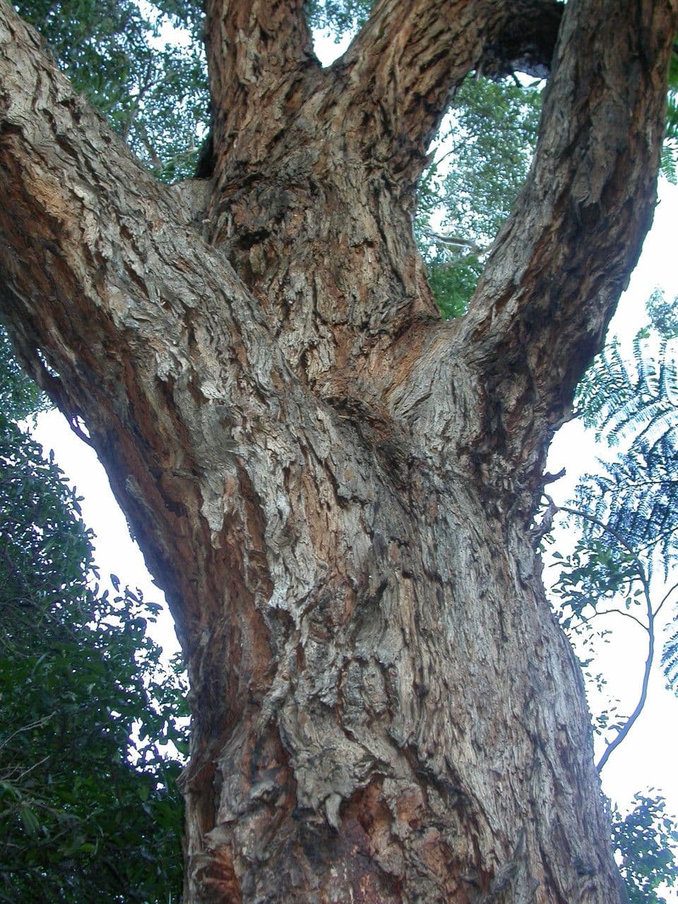 Eukalyptus" 9