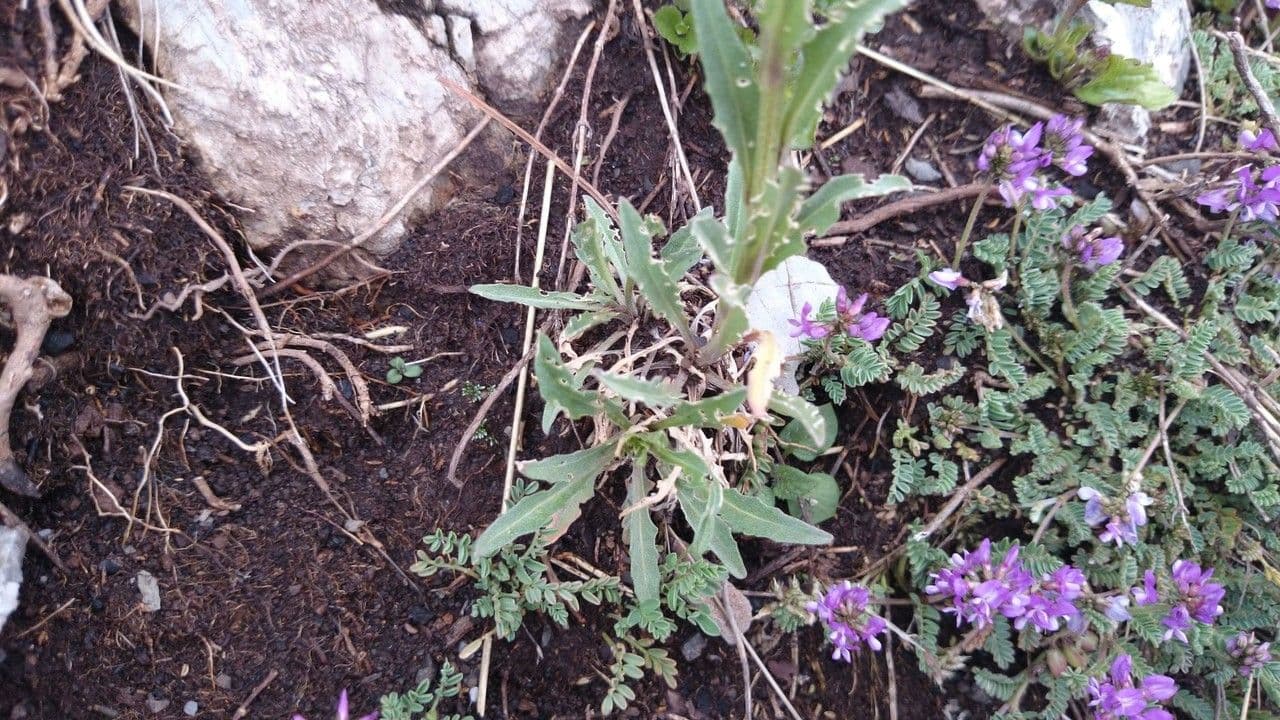 Draba 3