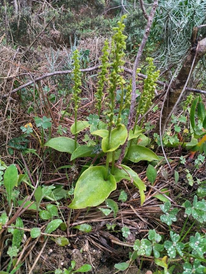 Gennaria diphylla 7