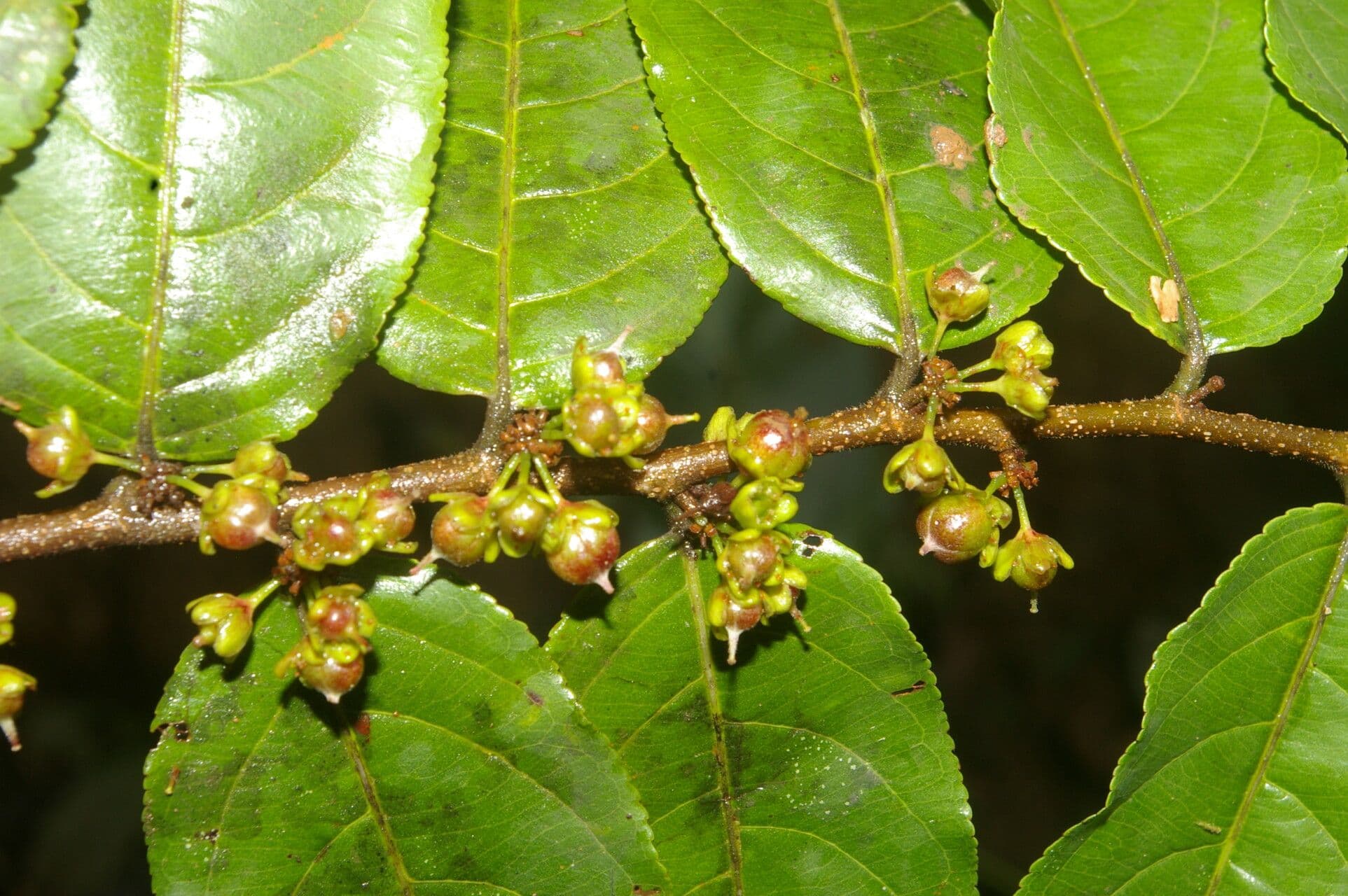 Casearia 13