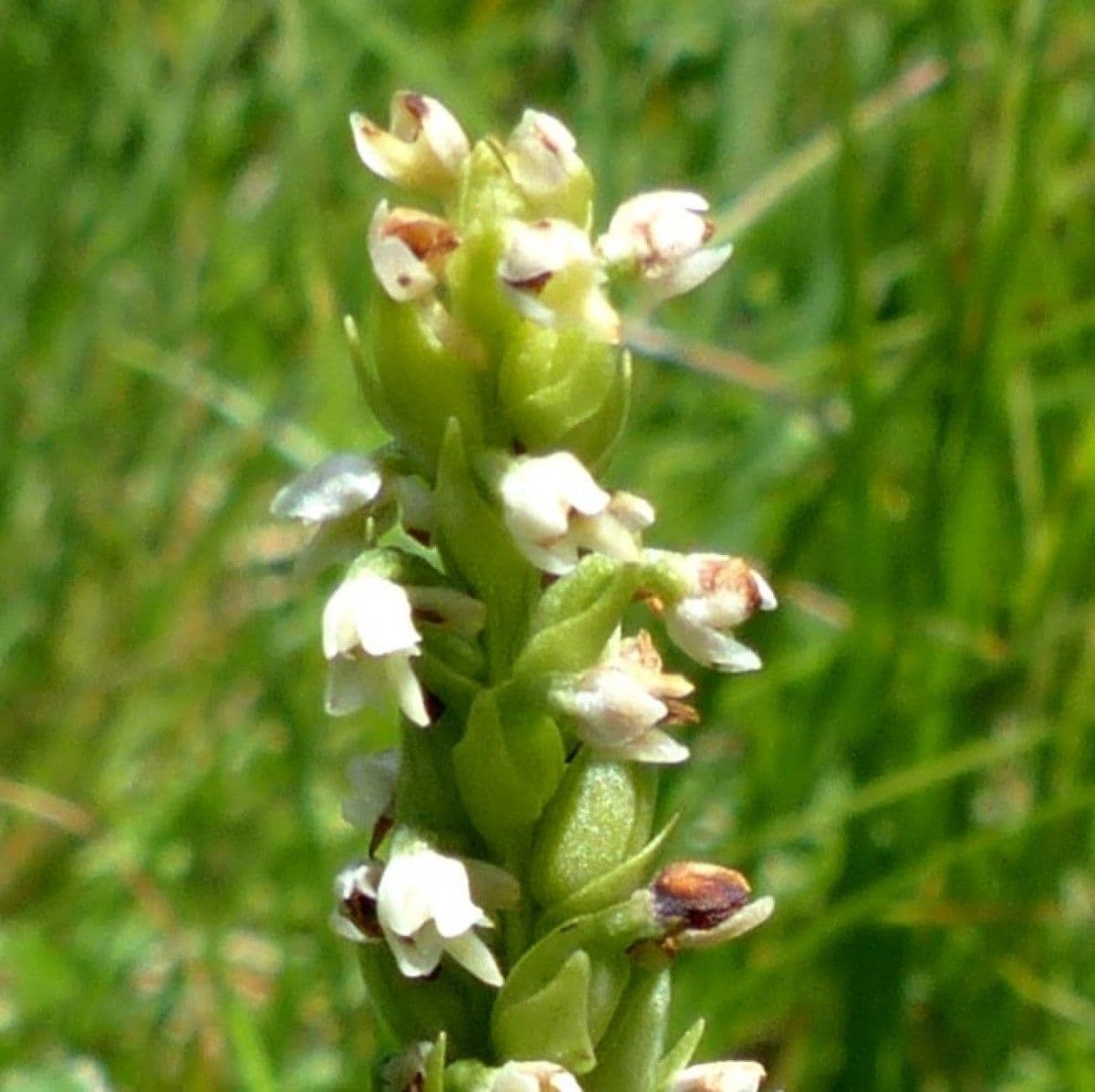 Weißzüngel 5