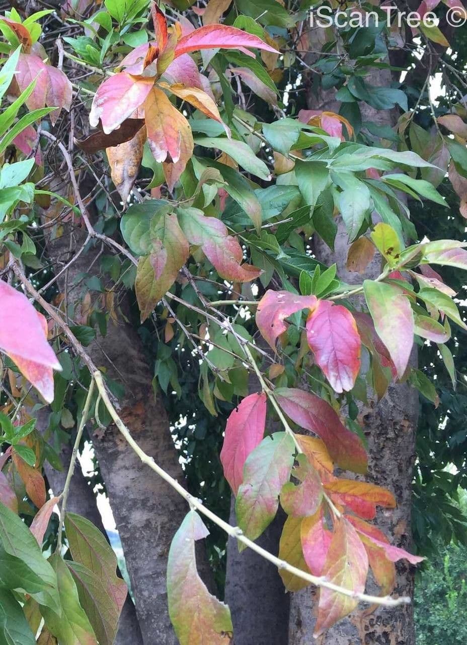 Combretum 6
