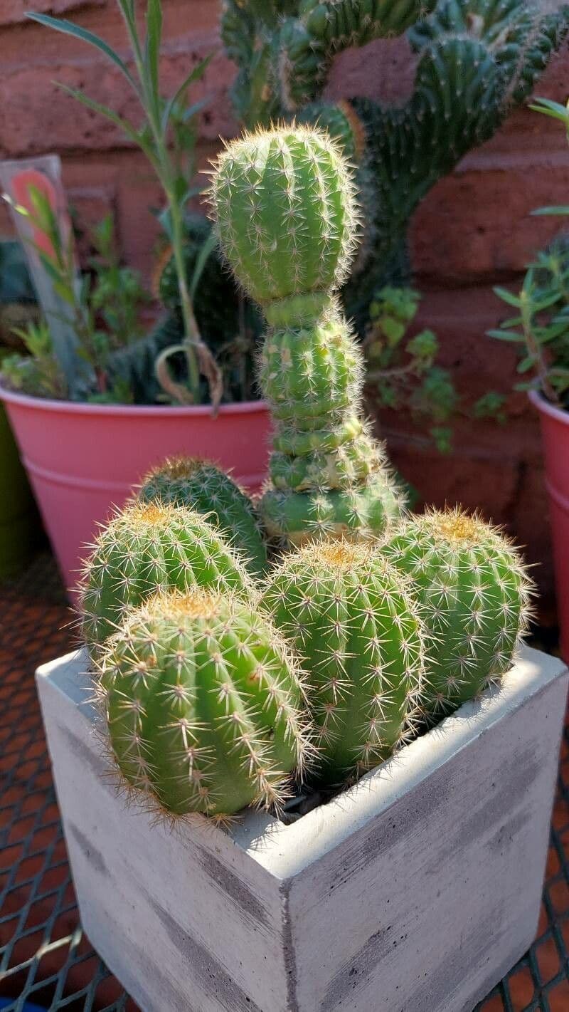 Echinopsis 14