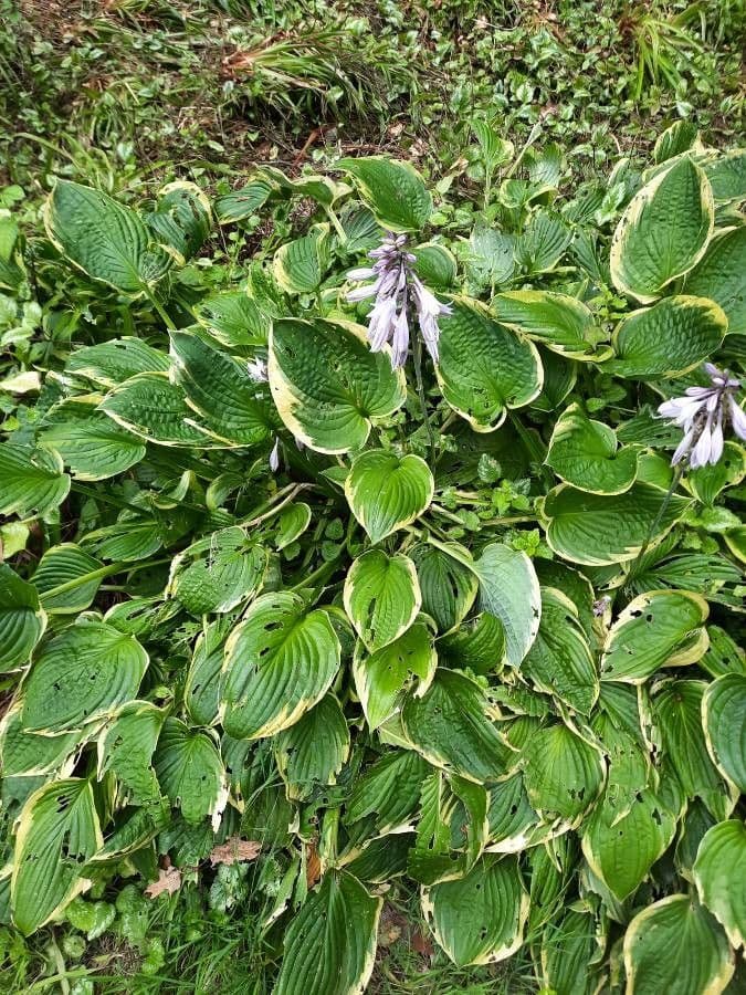 Hosta 23