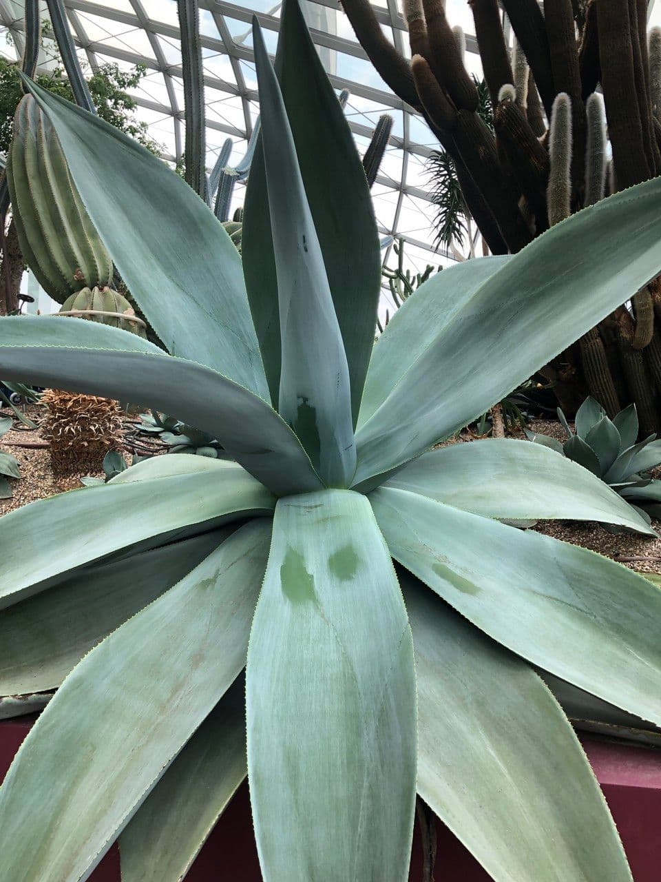 Agave 5