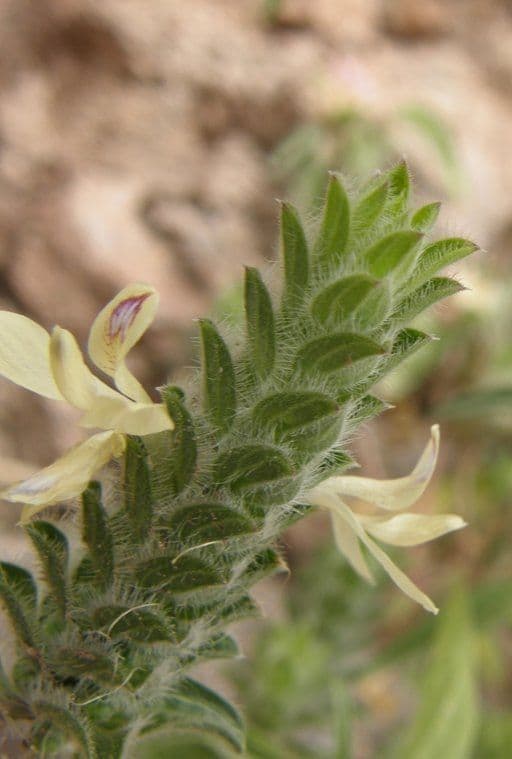 Tetramerium